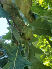 Quercus macrocarpa