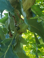 Quercus macrocarpa
