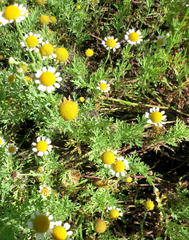 Cotula nigellifolia nigellifolia