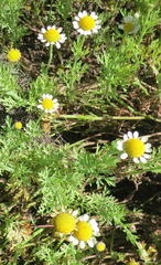 Cotula nigellifolia nigellifolia