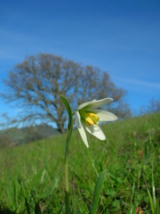 Fritillaria liliacea