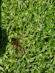 Xanthocampsomeris limosa