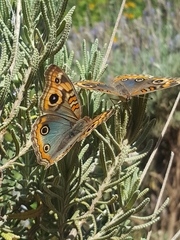 Junonia genoveva hilaris