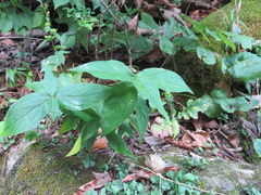 Spigelia marilandica