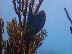 Pteria colymbus