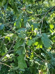Quercus macrocarpa
