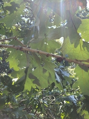 Quercus macrocarpa