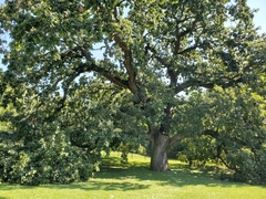 Quercus macrocarpa