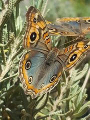 Junonia genoveva hilaris