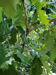 Quercus macrocarpa