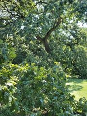 Quercus macrocarpa