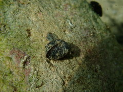 Brachidontes domingensis