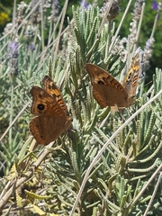 Junonia genoveva hilaris