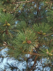 Pinus