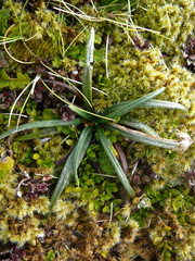 Celmisia major brevis