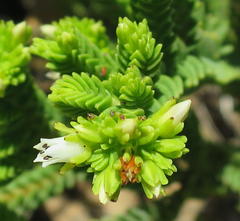 Crassula ericoides ericoides