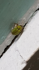Eurypepla brevilineata