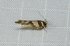 Macrobathra desmotoma