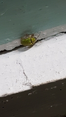 Eurypepla brevilineata
