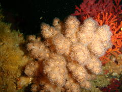 Eunephthya thyrsoidea
