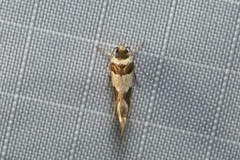 Macrobathra desmotoma