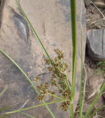 Cyperus denudatus