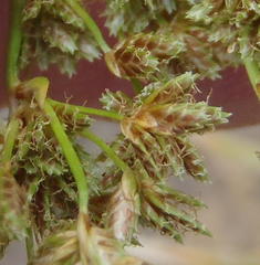Cyperus denudatus