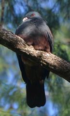 Ducula goliath