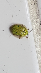 Eurypepla brevilineata