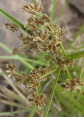 Cyperus denudatus