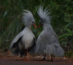 Kagu photo 4