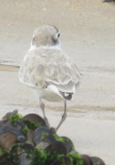 Charadrius marginatus arenaceus