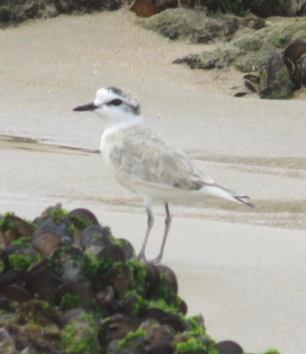 White-fronted Plover