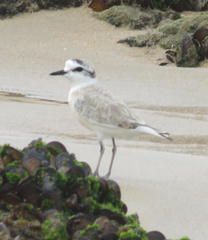 Charadrius marginatus arenaceus