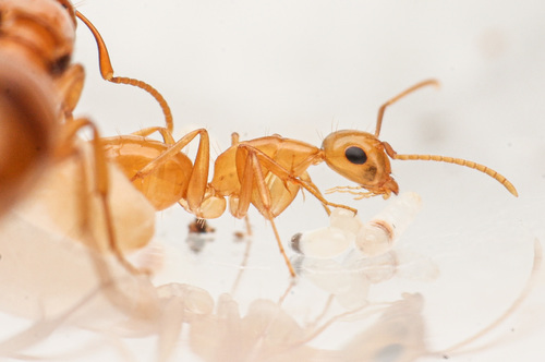 Camponotus fugaxCamponotus fugax