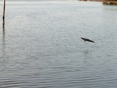 Nyctanassa violacea