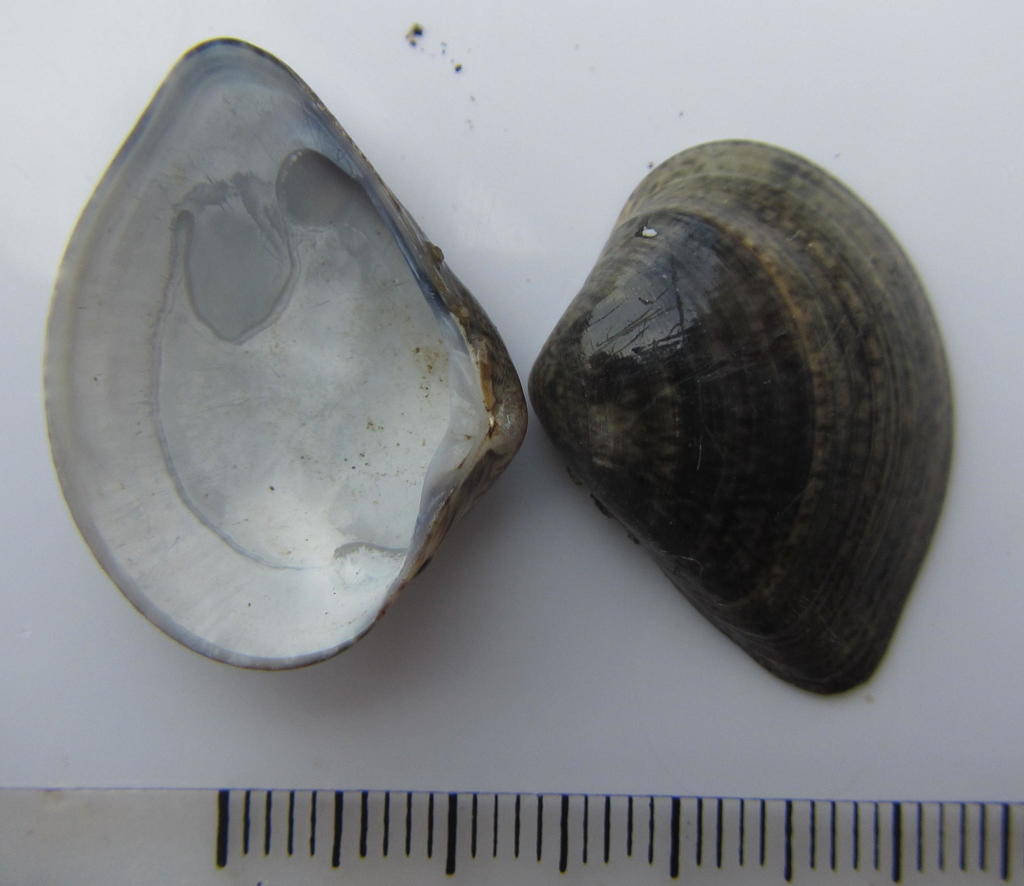 Eumarcia paupercula