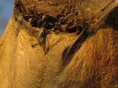Anaphe