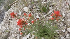 Castilleja martini martini