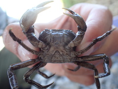 Nanhaipotamon formosanum