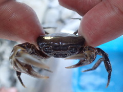 Nanhaipotamon formosanum