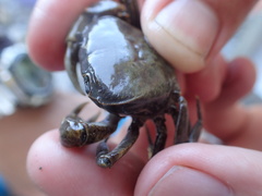 Nanhaipotamon formosanum