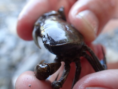 Nanhaipotamon formosanum