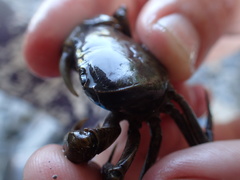 Nanhaipotamon formosanum