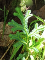 Selaginella doederleinii