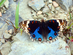 Junonia orithya orithya