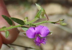 Polygala rehmannii