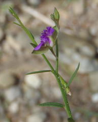Polygala rehmannii