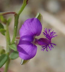 Polygala rehmannii