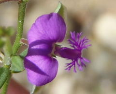 Polygala rehmannii